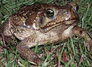 Non-Native Animals