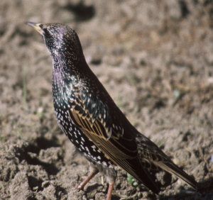 Non-Native Animals