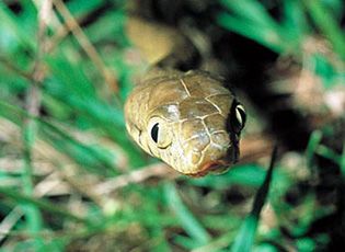 Non-Native Animals